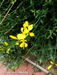 Plants of texas rangelands » perennial broomweed, broom. Spanish Broom Weavers Broom Plant Resources Home Ttu