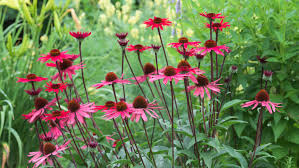 You still have various pest control options. Eco Friendly Pest Management Guide Phipps Conservatory And Botanical Gardens Pittsburgh Pa