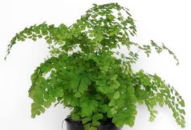 Image result for Adiantum poiretii