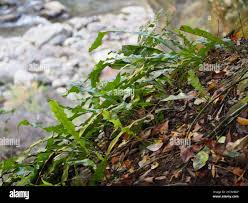 Image result for Lepisorus excavatus