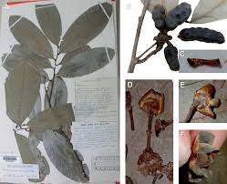 Image result for Uvariodendron