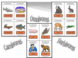 Animals use different ways to get energy from other living things. Energy Transfer In Ecosystems Ppt Download