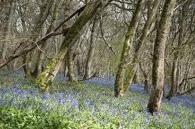 Gopher Wood Tree Gopher Woods Genesis 6 14 Make Thee An Ark Of Gopher Wood Rooms Shalt Thou Make In The Ark And Shalt Pitch Trees To Plant Tree Wood Tree
