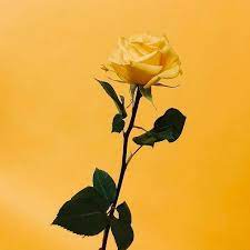 Do You Like Yellow Rose Photooftheday Yellow Rose Flower Yellowroses Flo Tumblr Yellow Yellow Aesthetic Pastel Iphone Wallpaper Yellow
