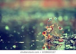 Royalty-Free Beautiful Picture Stock Images, Photos & Vectors ...