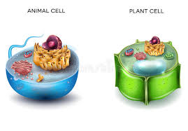 Check spelling or type a new query. Animal Cell And Plant Cell Stock Vector Illustration Of Animal 78450232