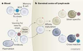 Both Naive And Memory B Cells Respond To Flu Vaccine