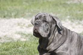 Napoliten Mastiff Kopek Hayranlik Napoli