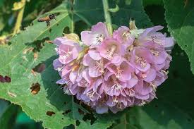 Image result for Dombeya shupangae