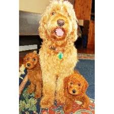 If you are looking for a great family pet, then a goldendoodle is the perfect choice. Miller S Gorgeous Goldendoodles Goldendoodle Breeder In Greensboro North Carolina