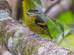 Image result for Ampelocissus multistriata