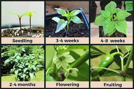 Plant and cultivate your early jalapeno stock indoors to help keep the homemade salsa flowing. Jalapeno Plant Stages W Pictures Seedling To Harvest Pepper Geek