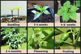 Sometimes you will see a jalapeño pepper that is half green and half red. Jalapeno Plant Stages W Pictures Seedling To Harvest Pepper Geek