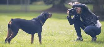 Start by scheduling a call with the photographer. Top 5 Best Cameras For Dog Photography Reviews Tripodyssey