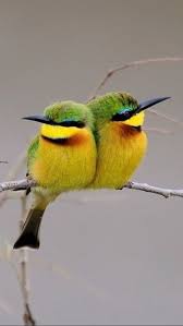 Birds Do It Bees Do It Lyrics So Beautiful Oiseaux Colores Beaux Oiseaux Oiseaux Exotiques