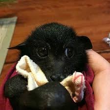 Can You Get Through This Post Without Admitting Bats Are Actually Kinda Cute Cute Animals Cute Bat Animals Beautiful