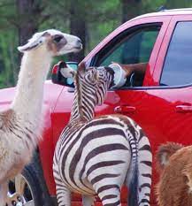 Take advantage of a beautiful day and come enjoy the view of animals and nature surroundings at this zoo. Alabama Safari Park U S Zoo