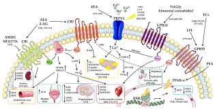 Join facebook to connect with nada elassal and others you may know. Antioxidants Free Full Text Modulation Of The Oxidative Stress And Lipid Peroxidation By Endocannabinoids And Their Lipid Analogues Html