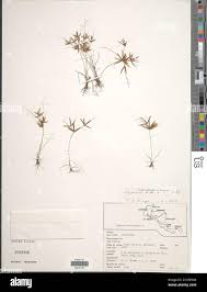 Image result for Cyperus amabilis