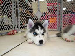 Palm beach puppies, boca raton, florida. Craigslist Pets Georgia