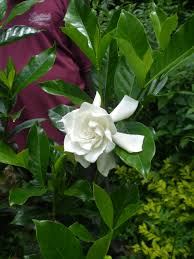 Image result for Sarcophrynium prionogonium