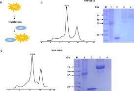 Indirect elisa is also used to detect and quantify seropositivity for a specific antigen. Development Of A Nanobody Based Immunoassay For The Sensitive Detection Of Fibrinogen Like Protein 1 Acta Pharmacologica Sinica