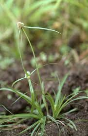 Image result for Kyllinga squamulata