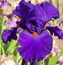 Google Image Result For Http Beardcoach Com Wp Content Uploads 2012 06 Bearded Iris Gif Flowers Iris Flowers Iris Garden