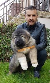 Kafkas Coban Yavrulari Elit Kopek Satilik Kopekler Kopek Coban Kopekleri Deve