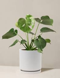 Image result for Monstera