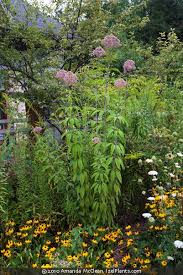 Image result for Exochaenium pumilum