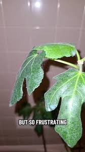 Image result for spider mites on cucumbers