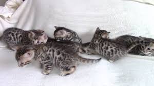 See our veterinarian two times. Baby Bengal Kittens Youtube
