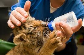 The Economics Of Zoos Smartasset Zoology Career Pet Care Animal Science