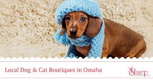 Maybe you would like to learn more about one of these? 4 Local Pet Stores We Love In Omaha Ne