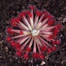 Image result for Drosera burkeana