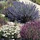Waterwise Park Strips