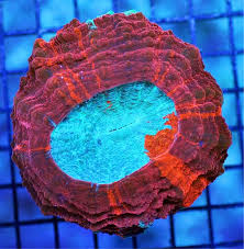 Image result for Microcoelia corallina