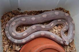 Lavender Pewter Corn Google Search Corn Snake Snake Animal Lover