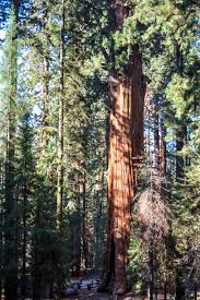 Hume lake ranger district is the most northern portion of the giant sequoia national monument and it is neighbors to kings canyon and sequoia national parks. Holiday Destinations Sequoia National Park Temperature Only On Travelarize Com Sequoia National Park Sequoia National Park Camping Kings Canyon