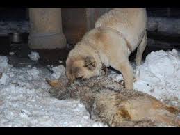Alabai Vs Wolf Movie Video Instagram Sivokkennel Youtube Wolf Movie Movies Wolf