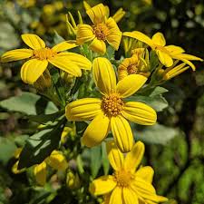 Image result for Chrysanthemoides monilifera