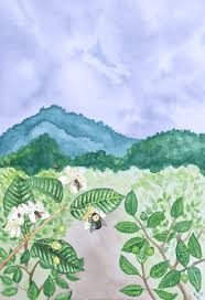 Read guava tree information on how to grow guava tree faster from seed, cuttings and layering in containers and ground, guava varieties, guava tree fertilizer and if there are no bees in your area, then you may hand pollinate the flowers. Diversity Free Full Text Landscape Level Effects Of Forest On Pollinators And Fruit Set Of Guava Psidium Guajava L In Orchards Across Southern Thailand Html