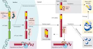Recent Advances In The Treatment Of Huntington S Disease Targeting Dna And Rna Springerlink