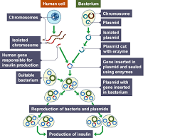 Learn About Genetic Modificaion And Cloning With With Bbc Bitesize Gcse Biology In 2020 Biology Biology Revision Genetics