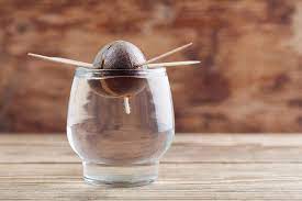 Check spelling or type a new query. How To Grow An Avocado Tree