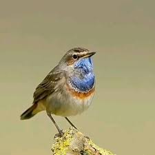 Beautiful Bird Video In 2020 Beautiful Birds Nature Birds Pretty Birds