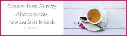 Meadow Farm Nursery Garden Centre On Hayling Island Nr Southsea Farm Nursery Bamboo Tea Hayling Island