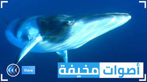 أصوات مخيفة قادمة من البحر الأبيض المتوسط تعرف على حقيقتها شير Youtube