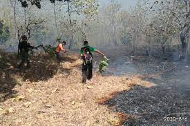 We did not find results for: Hutan Baluran Situbondo Yang Terbakar Meluas Capai 15 Hektar Halaman All Kompas Com